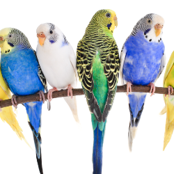 Marketplace d'oiseau de compagnie